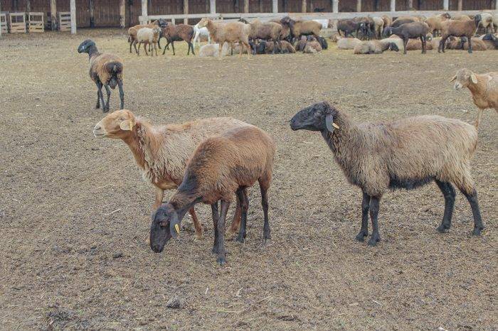 Эдильбаевская порода овец: характеристика и описание | правила содержания и разведения