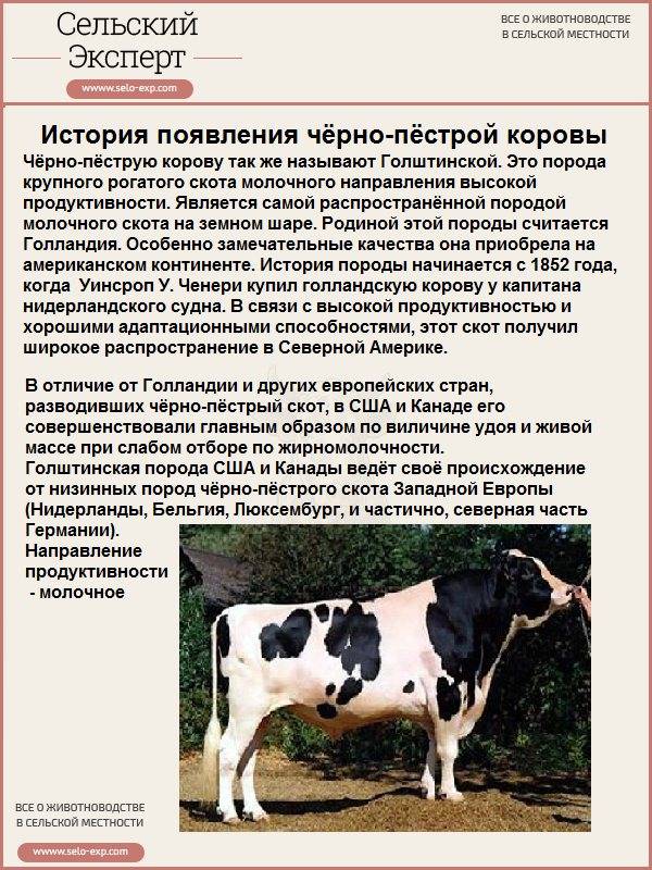 Обрак порода коров: описание и характеристика, правила содержания