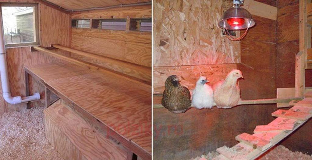 Освещение для курятника зимой и внесезонное яйцо – как обмануть природу курицы