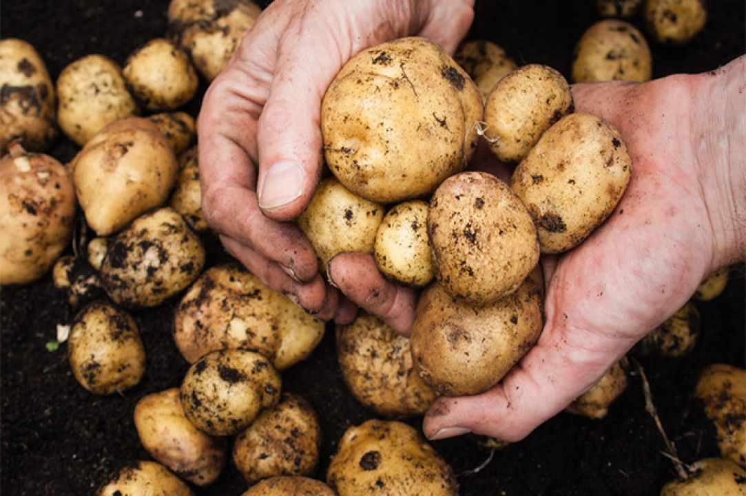 Как правильно хранить картофель в доме или квартире