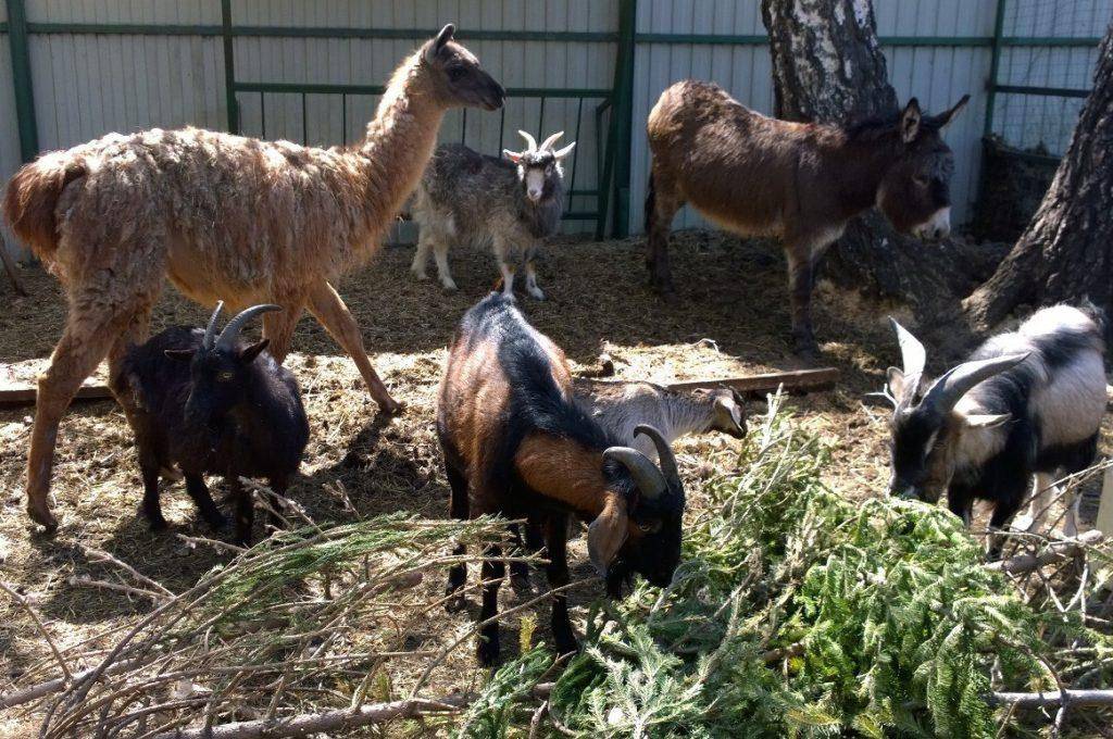 Карликовые козы – особенности миниатюрных пород 2020