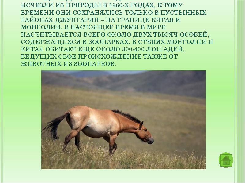 ᐉ лошадь пржевальского: фото, описание породы, история, образ жизни и интересные факты - zookovcheg.ru