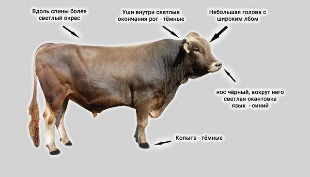Швицкая бурая порода коров: характеристика, описание скота, плюсы и минусы нетели, быка