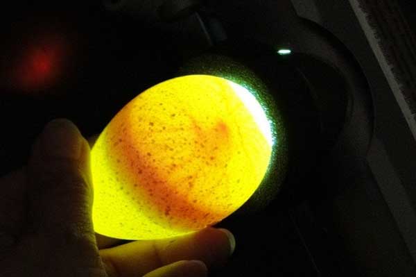 Правильная закладка яиц в инкубатор: методы, как проверить яйцо на зародок