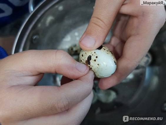 Перепелиные яйца: польза и вред, как принимать
