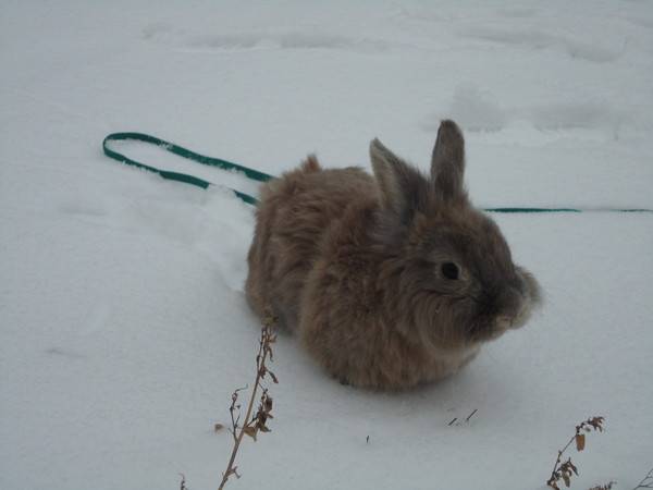 Поение кроликов зимой на улице из поилок