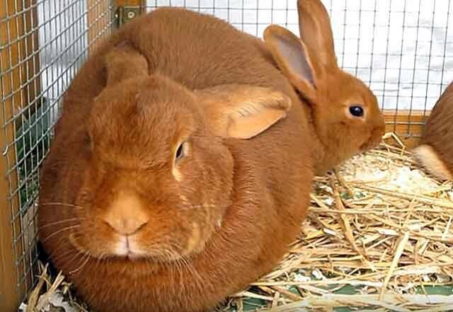 Бургундский кролик: в чем особенности его экстерьера и правила содержания