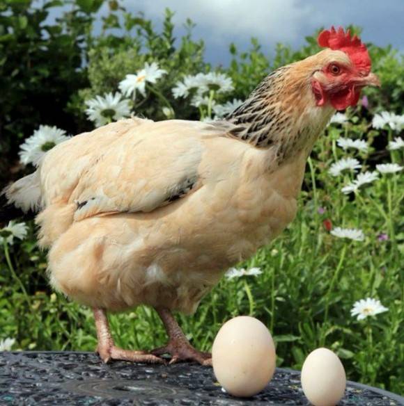 Почему куры начали клевать яйца и как их отучить?