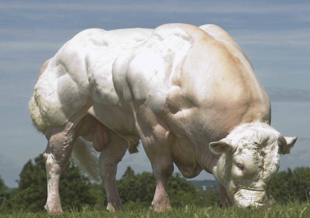 Бельгийская голубая мясная порода крс — описание коров и быков