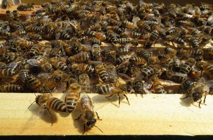 О пчелах бакфаст: порода пчел их недостаток, характеристика пчеломатки