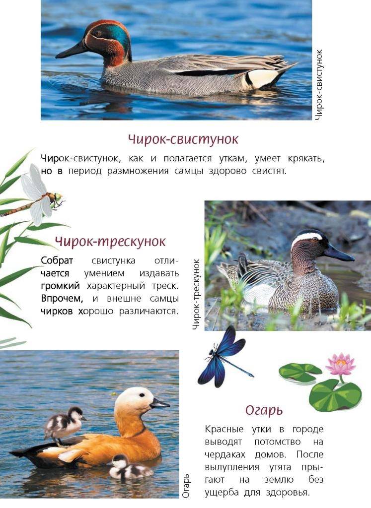 Серые утки: перелётные птицы, описание и среда обитания, размножение и питание серых уток