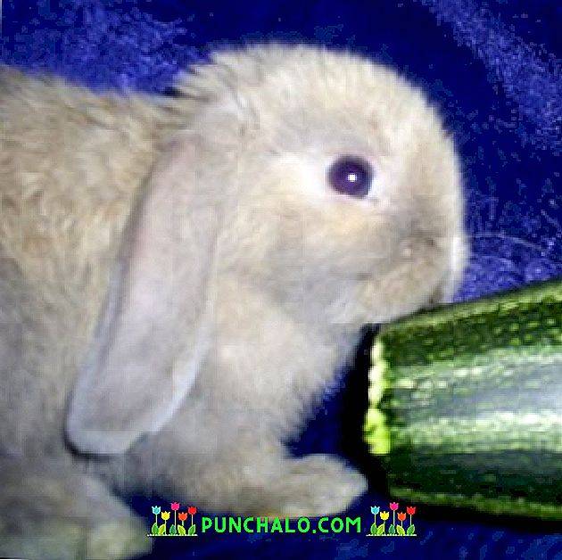 Можно ли давать кроликам (обычным и декоративным) свежие огурцы, едят ли и в каких количествах?