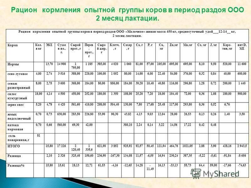 Лактационный период у коров: сроки, фазы и кормление