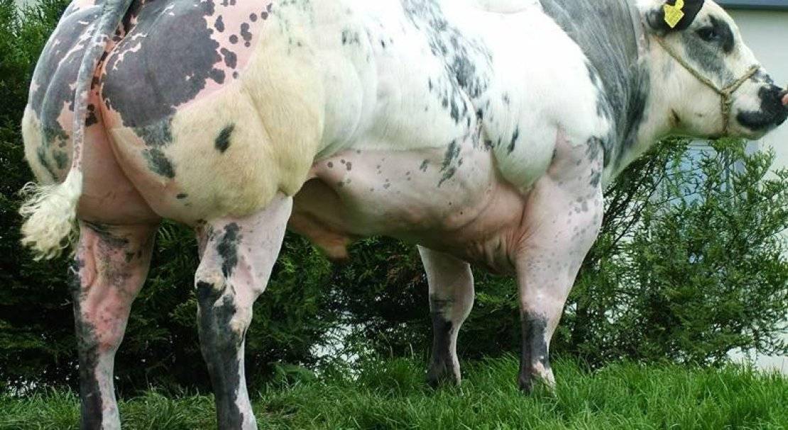 Бельгийская голубая корова: описание и характеристика породы