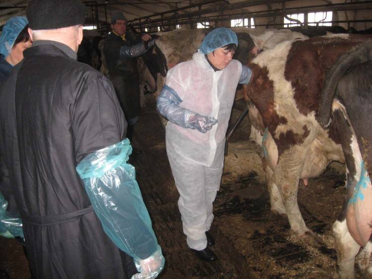 Виды искусственного осеменения коров: маноцервикальный и цервикальный способы