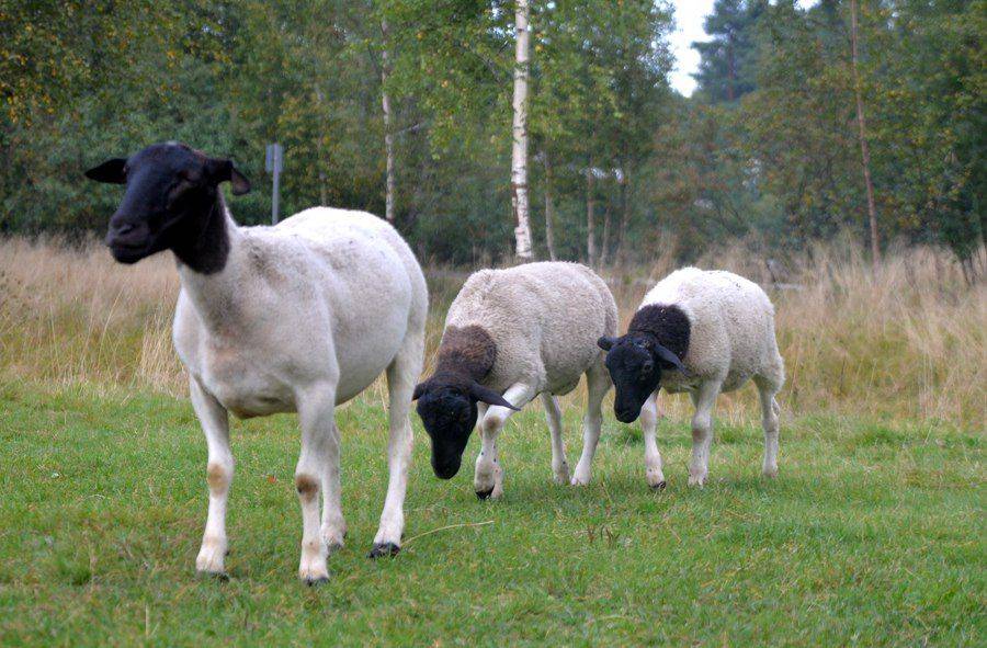 Овцы породы дорпер: описание, экстерьер, продуктивность,