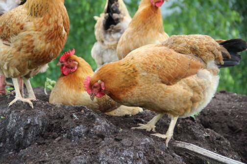 Курицы породы кучинская юбилейная: характеристика петухов и кур, их описание