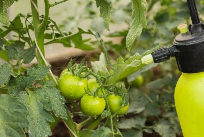 11 способов повысить урожайность томатов