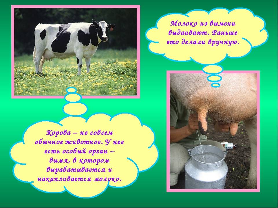 Почему горчит молоко у коровы: причины и решения