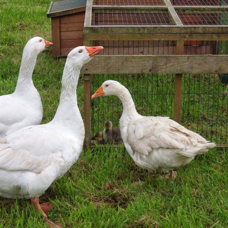 Разведение белых гусей: описание и содержание пород