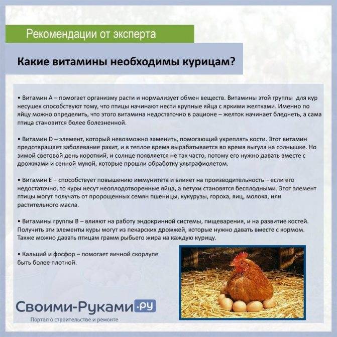 ᐉ хромота у кур и ее причины - zooon.ru