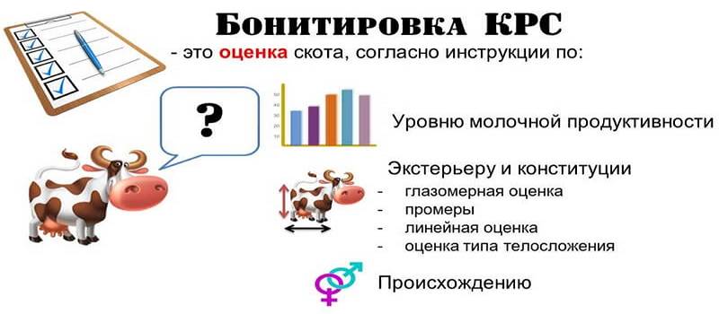 ᐉ бонтировка крс - особенности проведения и критерии оценки - zooon.ru