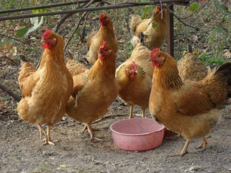 Кучинская юбилейная: неприхотливая мясо-яичная порода кур