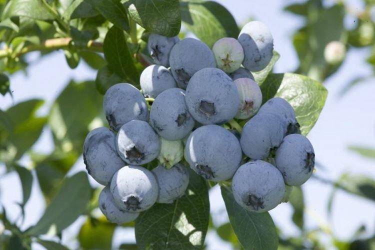 Голубика ягода. описание, особенности, полезные свойства и выращивание голубики