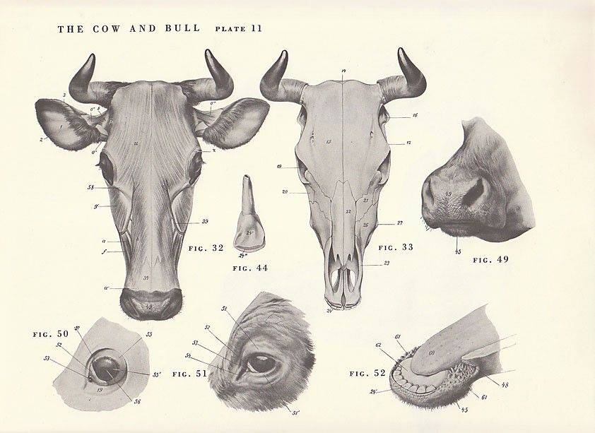 Череп коровы: строение, анатомия, фото