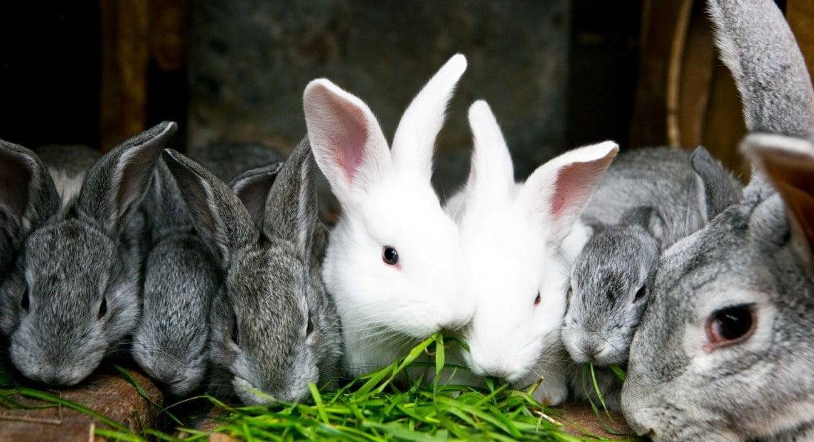 Можно ли давать кроликам свеклу: красную, сахарную, кормовую (сырую и вареную)