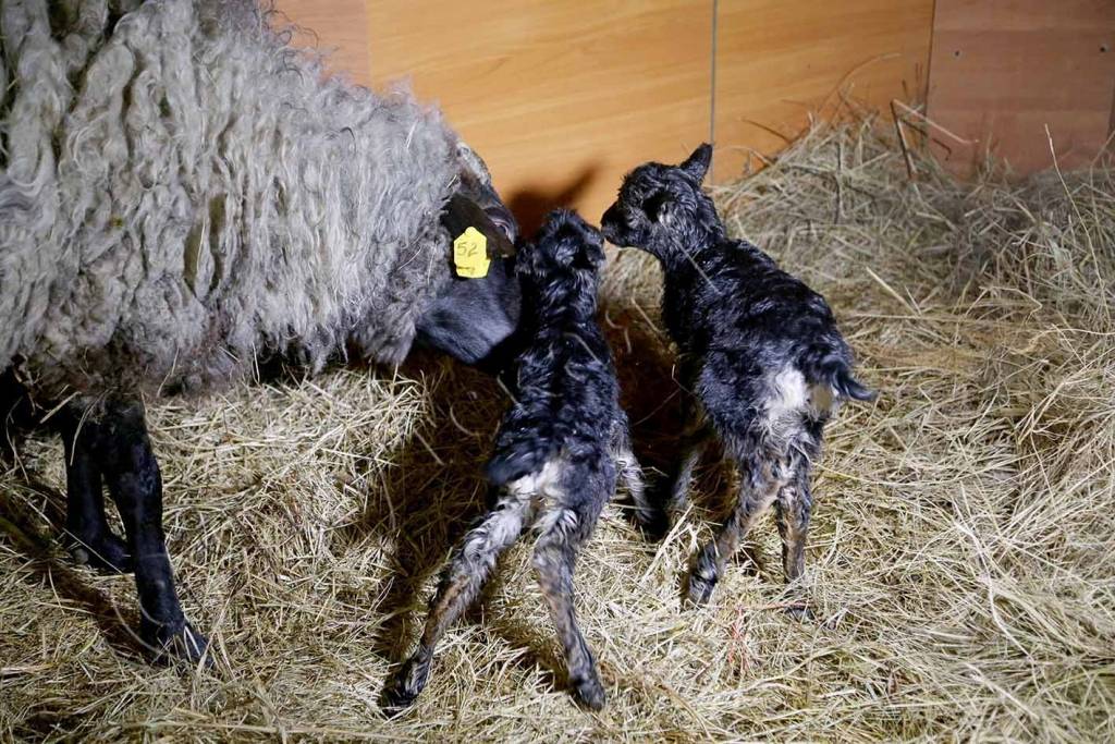 Окот овцы: подготовка к родам, их проведение и послеродовой период