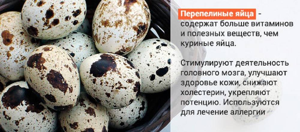 Перепелиные яйца: польза и вред для мужчин, женщин и детей