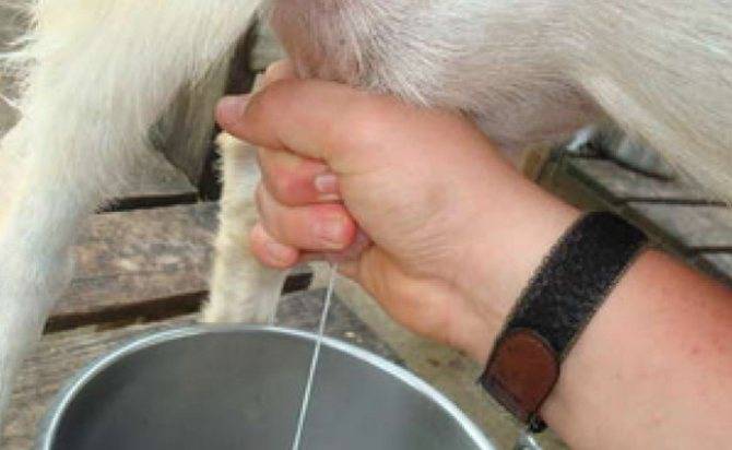 Сколько раз доить козу после окота: особенности доения