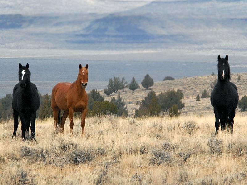 Все про лошадей мустанг: происхождение, внешний вид, размножение