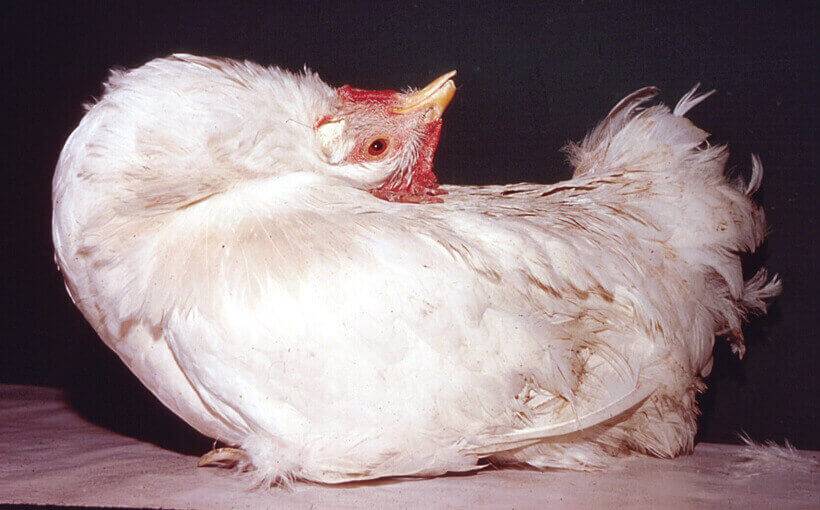 Ветеринария домашней птицы | нарушение проходимости желудочно-кишечного тракта у молодняка птицы: причины, профилактика, коррекция кормления