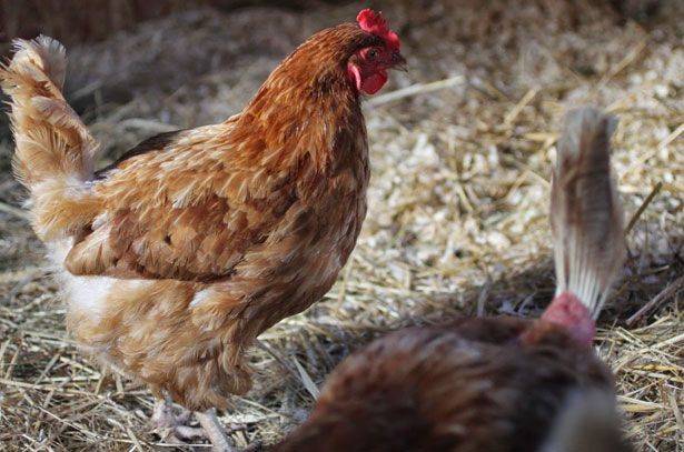 Как отучить курицу клевать яйца? эффективные методы решения проблемы
как отучить курицу клевать яйца? эффективные методы решения проблемы