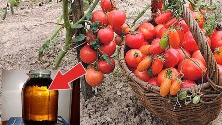Когда подкармливать помидоры в июне, июле и августе?