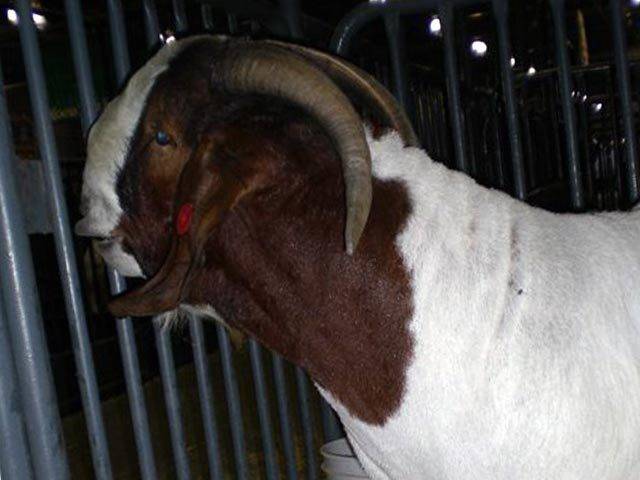 ᐉ бурские козы: описание породы с фото, продуктивность, содержание, уход и разведение - zookovcheg.ru
