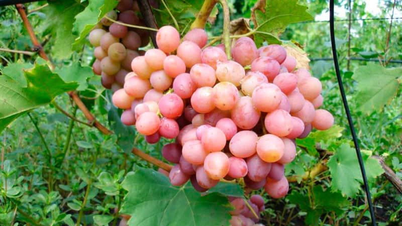 Виноград ливия: описание сорта, фото, отзывы, выращивание, уход