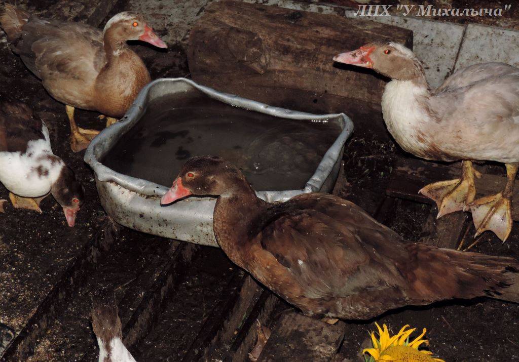 Инкубация утиных яиц в домашних условиях: температура и влажность, сроки