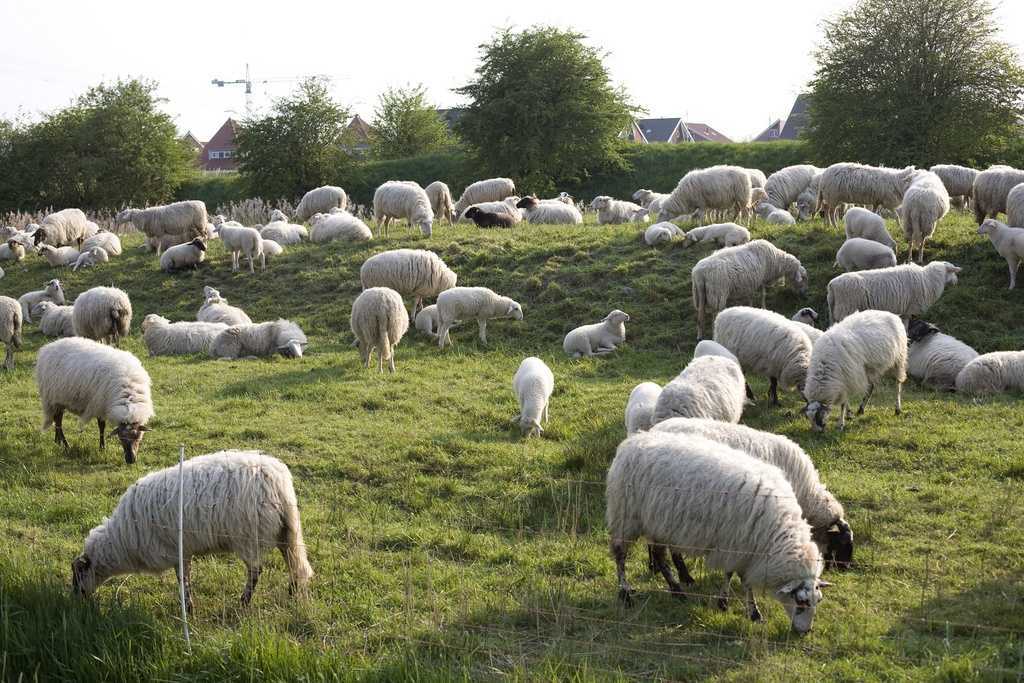 Разведение овец на мясо в домашних условиях для начинающих