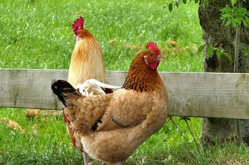 Куры фокси чик — лисьи цыплята в курятнике