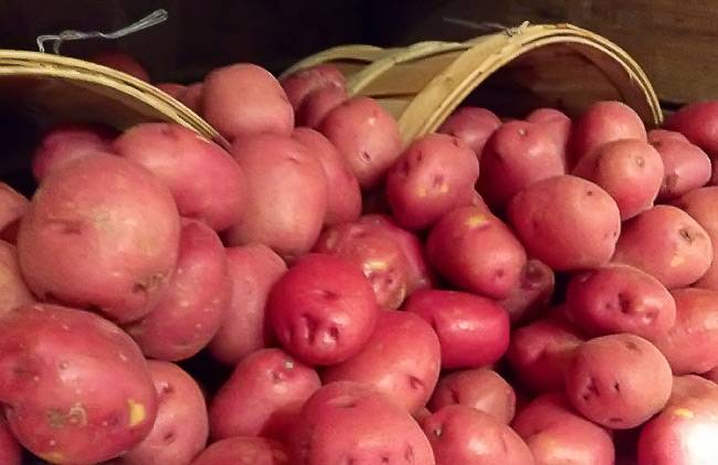 Сорт картофеля розара: описание, выращивание, особенности ухода и хранения