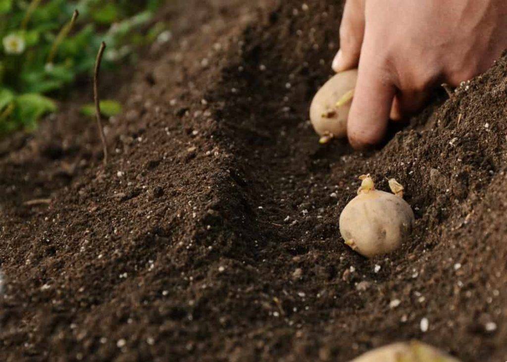 Почему мелкая картошка самая ценная? на supersadovnik.ru