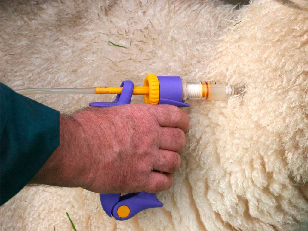 Инфекционная энтеротоксемия овец — овцеводство -> болезни овец -> инфекционные болезни овец