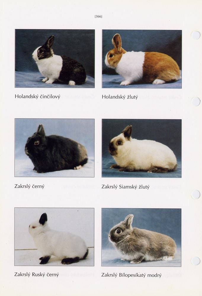 Породы кроликов - разведение и содержание кроликов - животноводство - собственник