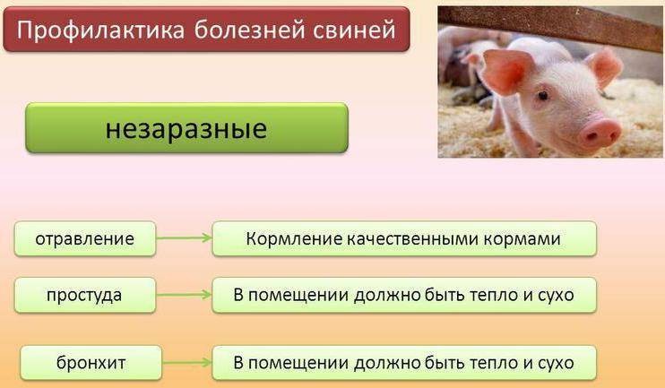 Причины и профилактика хромоты высокопродуктивных коров – экспертное мнение и советы