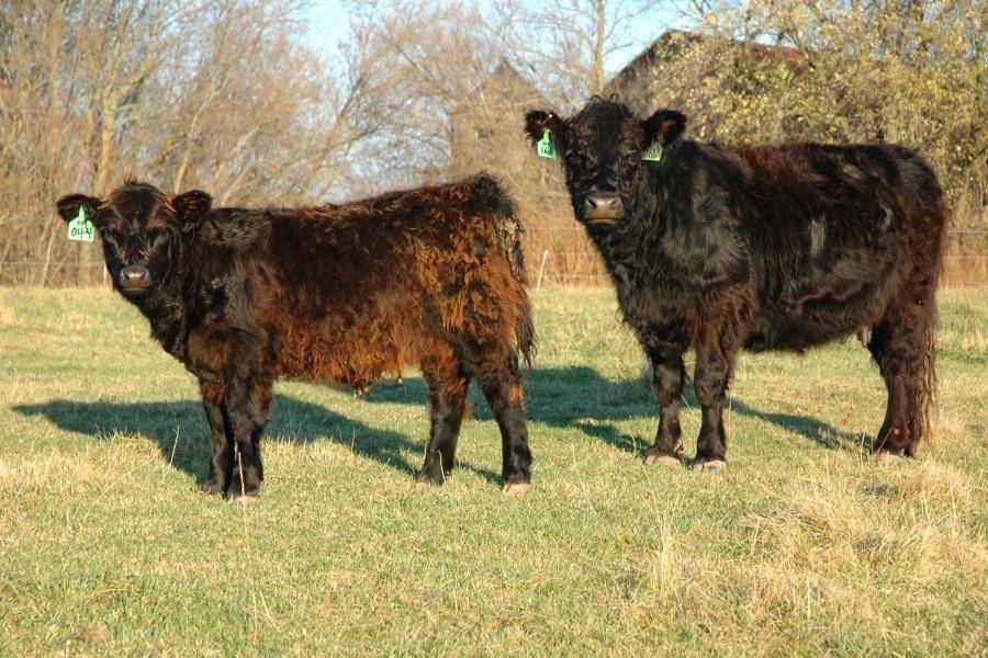 Галловейская порода быков и коров