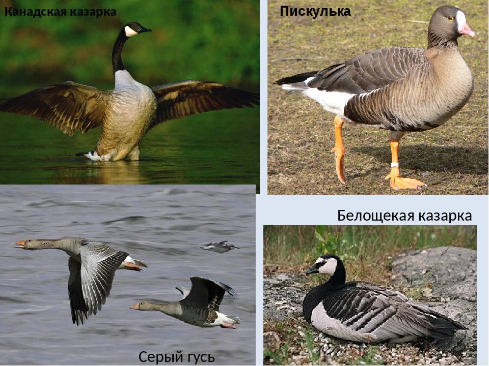 Породы домашних гусей: название и описание различных видов крупных гусей, особенности разведения, фото