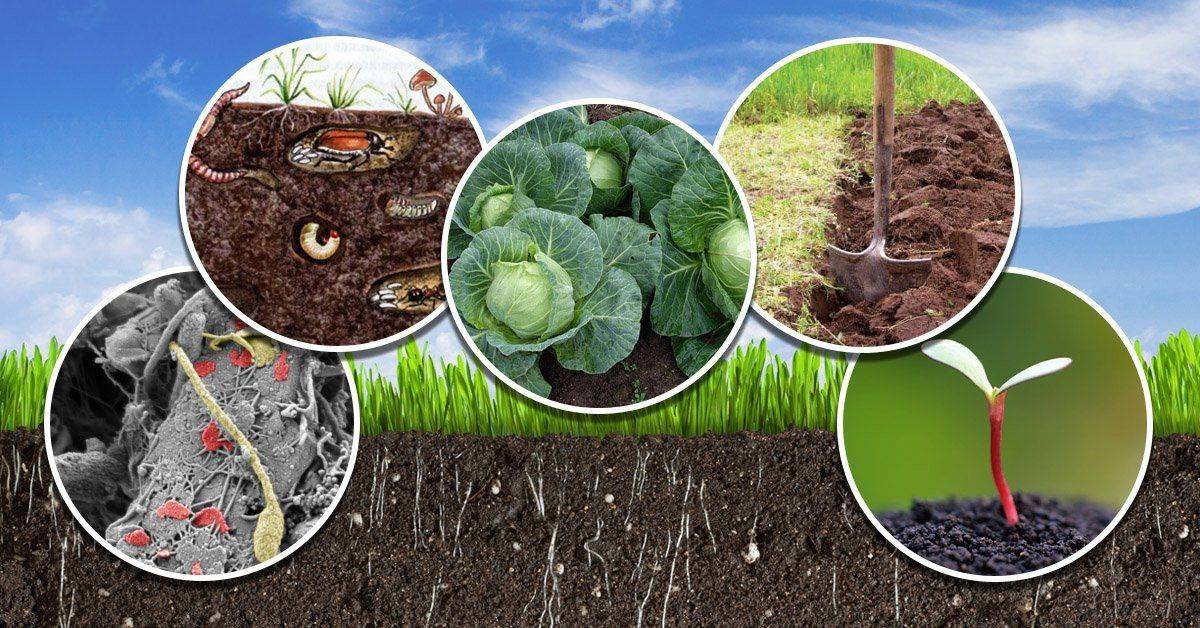 Как повысить плодородие почвы на дачном участке: агроприемы
как повысить плодородие почвы на дачном участке: агроприемы